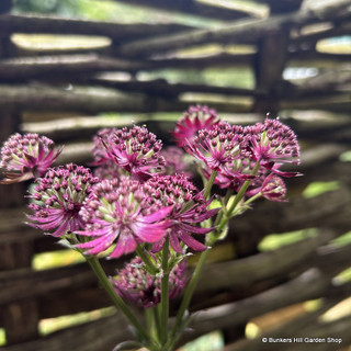 Astrantia major 'Ruby Wedding'  3L