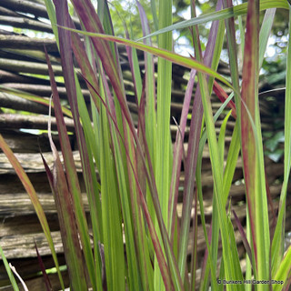 Imperata 'Red Baron' - (Grass) 3L