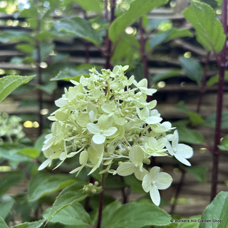 Hydrangea pan. 'Limelight Prime' 3L