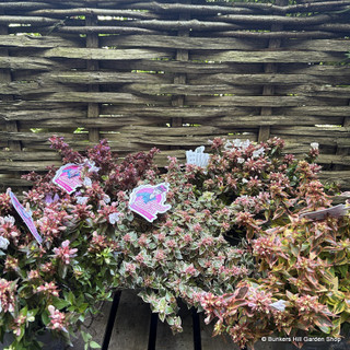 Abelia grandiflora (mixed varieties) - 3L