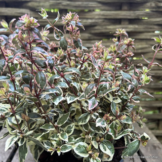 Abelia grandiflora 'Magical Daydream' -2L