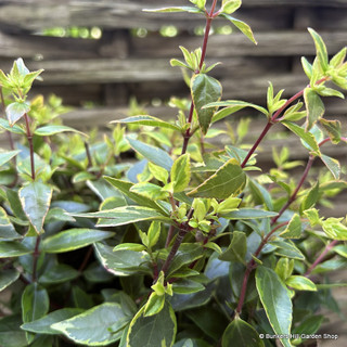 Abelia grandiflora 'Happy Daydream' -2L