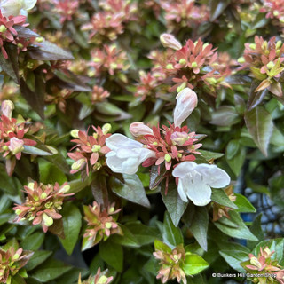 Abelia grandiflora (mixed varieties) 5L