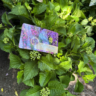 Hydrangea Macrophylla Purple (5L)