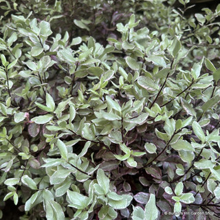 Pittosporum 'Bannow Bay' INSTANT