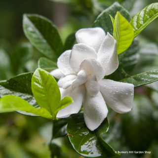 Gardenia 'Celestial Star' 2L