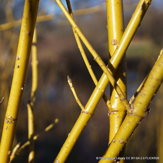 Cornus sericea 'Flaviramea' 2-3ft/3-4ltr