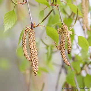 Betula pendula (Silver Birch) 90-120cm bareroot