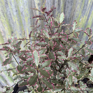 Pittosporum 'Elizabeth' 7L