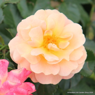 Peach Melba - Climbing Rose