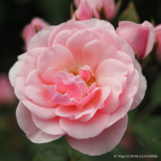 Happy Silver Wedding - Floribunda Rose