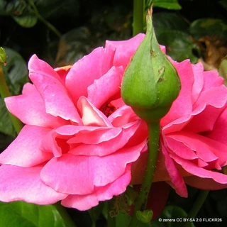 Lucky - Floribunda Rose