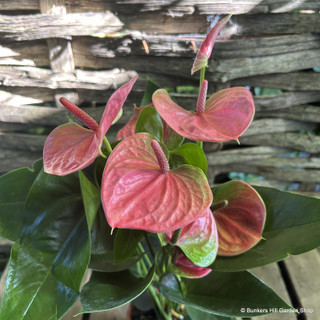 Anthurium (houseplant) pink