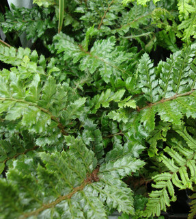 Polystichum polyblepharum (hardy fern)