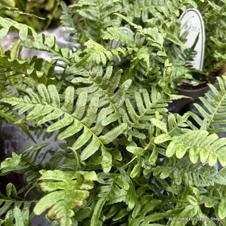 Polypodium vulgare