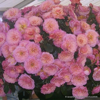 Tickled Pink - Floribunda Rose