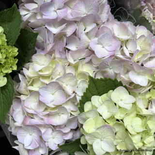 Hydrangea SPECIAL OFFER