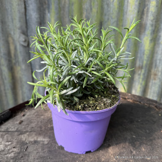 Lavender angustifolia 'Munstead' 2L