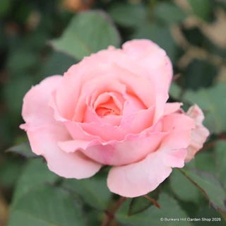 Bride and Groom - Hybrid Tea (Standard Rose)