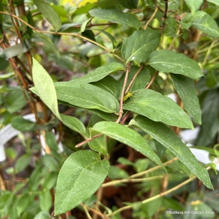 Lonicera 'Red World' 80-100cm (4L deep)