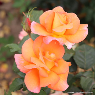 Felicite Perpetue - Climbing Rose
