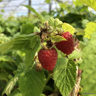 Raspberry 'Glen Prosen' - 3 canes