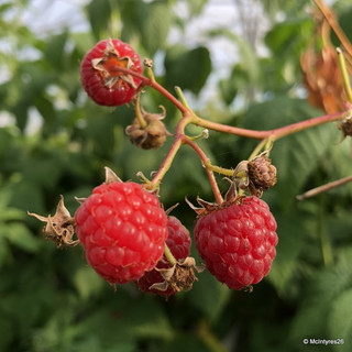 Raspberry 'Heritage' - 3 canes