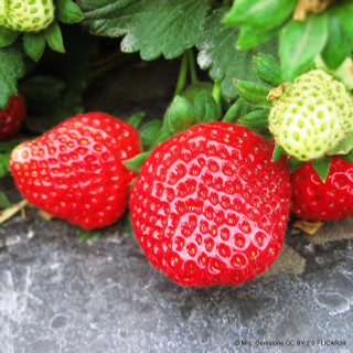 Strawberry 'Marshmello' - 10 bare root plants