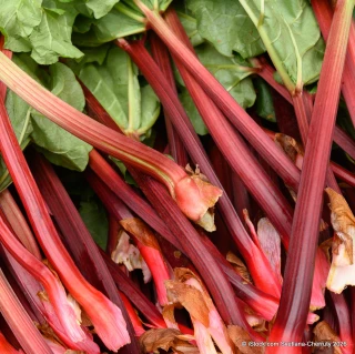 Rhubarb 'Raspberry Red' - 1 crown