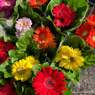 Mini gerberas
