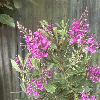 Hebe - pink