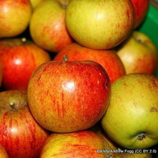 Apple 'Cox Queen' 2yr bush tree on MM106 rootstock