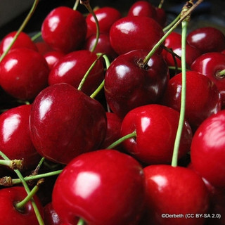 Cherry 'Stella Compact' 2yr tree on Colt rootstock