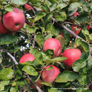 Apple 'Red Windsor' 2yr bush apple tree (MM106 rootstock)