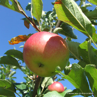 Apple 'Camalot' 1yr feathered maiden (MM106 rootstock)
