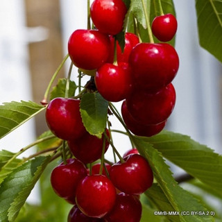 Cherry 'Stella'  2yr Semi-dwarf tree on VSL-2 rootstock