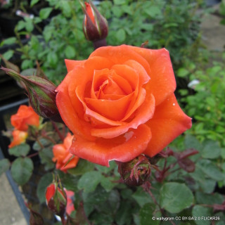 'Wildfire' - Patio Rose