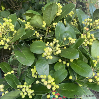 Skimmia 'Veitchii' (26cm) 25+ Heads