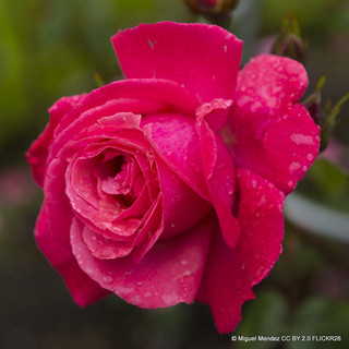 Galway Bay - Climbing Rose