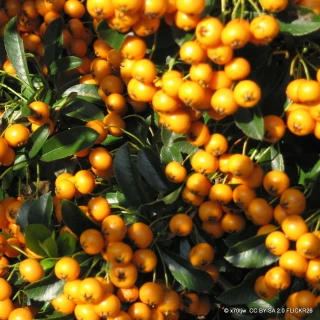 Pyracantha 'Saphyr Yellow' 175-200cm 10L
