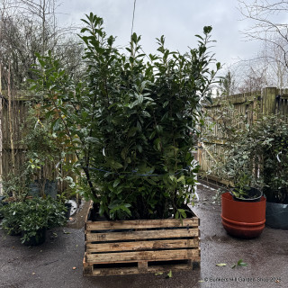 PALLET DEAL 15 x Prunus laur. 'Novita' 150-175cm rootball