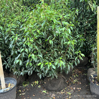 PALLET DEAL 15  x Prunus lus. 'Angustifolia' (Portuguese Laurel) 100-125cm rootball