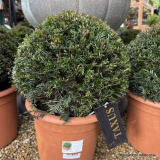 Taxus baccata (Yew) ball 35-40cm