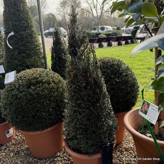 Taxus baccata cone 80-90cm