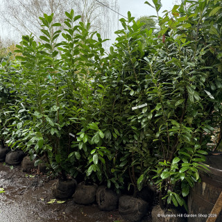 Prunus laur. 'Novita' 150/175cm rootball