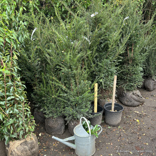Taxus baccata (Yew) 100-125cm rootball