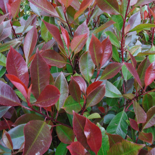 Photinia fraseri 'Red Robin' (175-200cm) 35L
