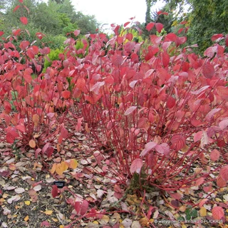 Cornus alba 'Siberica' (Westonbirt Dogwood) 60-90cm 2yr bare root - Single Plant