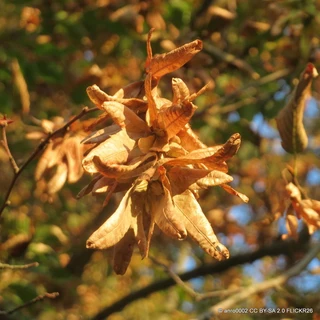 Carpinus betulus (Hornbeam) 40-60cm bare root - Single Plant