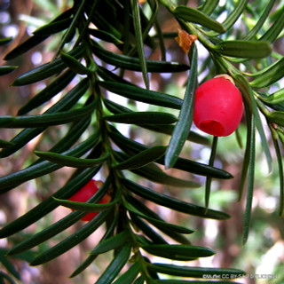 Taxus baccata (Yew) 40-60cm bare root - Single Plant